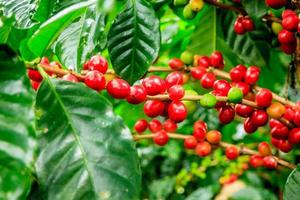 Coffee plant close-up photo
