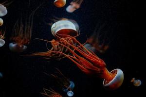 medusas en negro foto