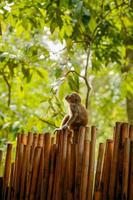 mono mirando hacia arriba en la valla foto