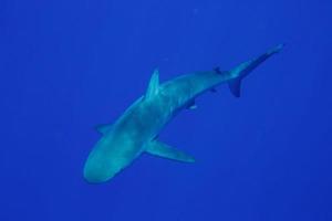 Shark in open water photo