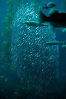 banco de peces en el océano foto