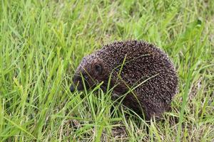 pequeño erizo en la hierba verde foto