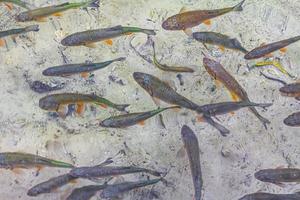 Plitvice Lakes National Park fish underwater in clear water Croatia. photo