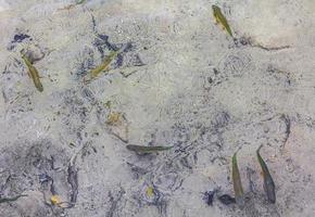 Plitvice Lakes National Park fish underwater in clear water Croatia. photo