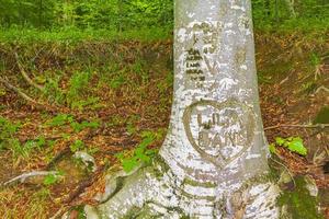 Heart carved into tree trunk Plitvice Lakes National Park Croatia. photo