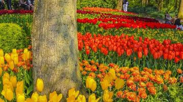 Colorful tulips daffodils in Keukenhof park Lisse Holland Netherlands. photo