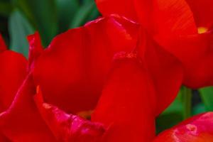 Colorful tulips daffodils in Keukenhof park Lisse Holland Netherlands. photo