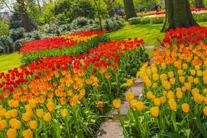 Colorful tulips daffodils in Keukenhof park Lisse Holland Netherlands. photo
