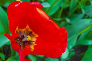 muchos coloridos tulipanes narcisos keukenhof lisse holanda países bajos. foto