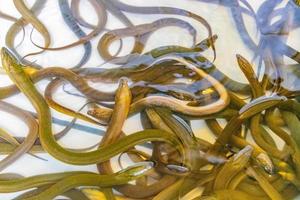 Muchas anguilas se reunieron en el acuario Bangrak Market de Koh Samui en Tailandia. foto