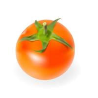 Fresh Tomatoes Isolated on White Background Vector Illustration