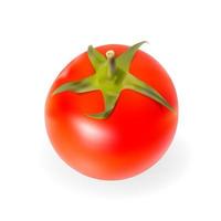 Fresh Tomatoes Isolated on White Background Vector Illustration