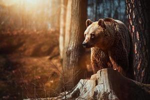 Brown bear Ursus arctos rest in the forest photo