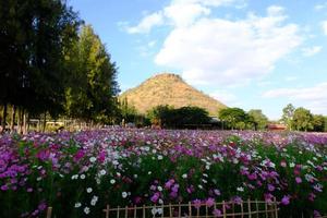 Field of Cosmos photo