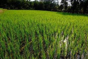Green Rice Field photo