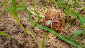 Dead brown snail with a broken shell land in the grass photo