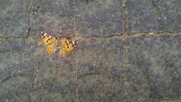 Dead orange butterfly on the pavement photo