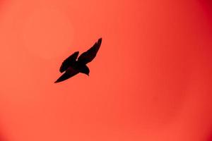 Silhouette of a pigeon flying in the red sky photo