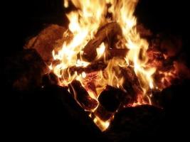 Extreme Close-Up on trees burned in the fire photo