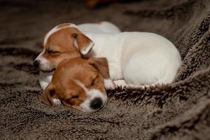 Two Jack Russell puppy sleeping on brown blankets. photo
