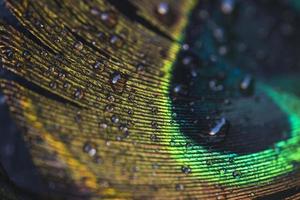 macro water drops beautiful exotic peacock feather. photo