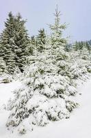 Paisaje de bosque de invierno en la montaña Brocken, Harz, Alemania