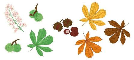 Set of chestnut tree elements vector