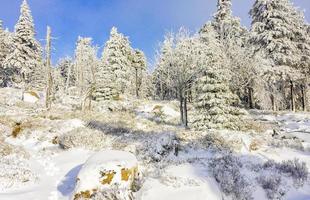 Árboles cubiertos de nieve en la montaña Brocken, montañas Harz, Alemania