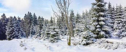 Snow covered trees in the Brocken mountain, Harz mountains, Germany photo