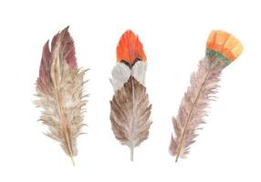 conjunto de plumas vibrantes. pluma de ave. Ilustración acuarela. vector
