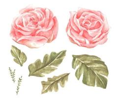 Watercolor flowers set. vector