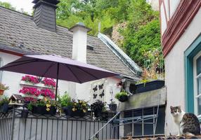 Cat sits on the roof of a house in Monreal, Germany photo