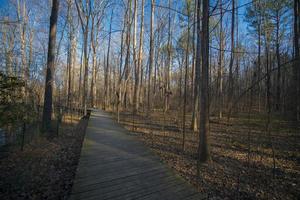 Running Trails in Summer photo