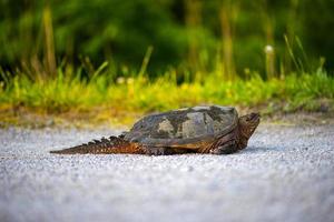 tortuga mordedora común foto