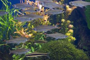 Fishes in aquarium photo