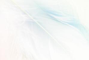 Pastel colored blue fluffy feathers of bird for background photo