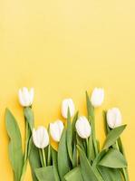 Top view of beautiful white tulips on yellow background photo