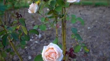 Dolly Schuss weiße Rosenblüte video