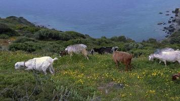 troupeau de chèvres paissant sur la pente fleurie au bord de l'océan video