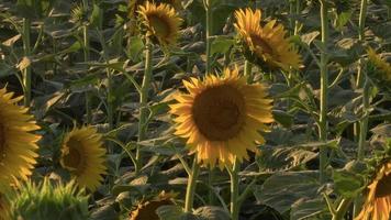 un campo de girasoles florecientes video