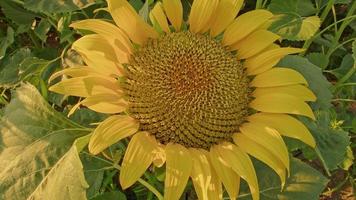 Nahaufnahme von blühenden Sonnenblumen video