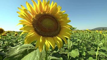 Close up Flowering Sunflower
