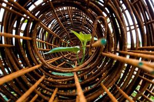 Leaf of morning glory insert in roll of rusty steel wire mesh photo