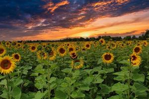 un campo de girasoles foto