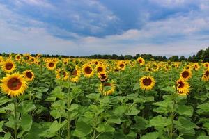 un campo de girasoles foto