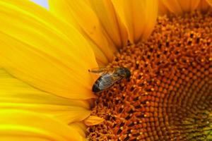 Girasol floreciente en un campo bávaro foto