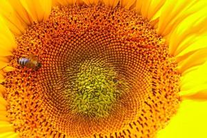 Girasol floreciente en un campo bávaro foto