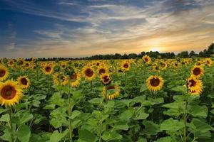 un campo de girasoles foto