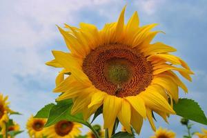 Girasol floreciente en un campo en Baviera foto