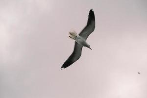 seagull hover in the sky on an overcast day over the ocean photo